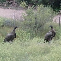 Huge birds (eagles?) on the way to Fiambala